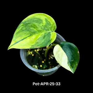 Variegated Scindapsus Jade Satin Live Plant - Rare Aroid Houseplant - Image 1