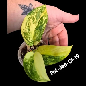 Variegated Scindapsus Jade Satin Live Plant - Rare Aroid Houseplant - Image 4