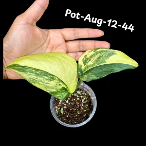 Variegated Scindapsus Jade Satin Live Plant - Rare Aroid Houseplant - Image 6