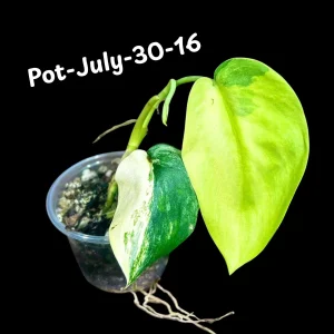 Variegated Scindapsus Jade Satin Live Plant - Rare Aroid Houseplant - Image 8