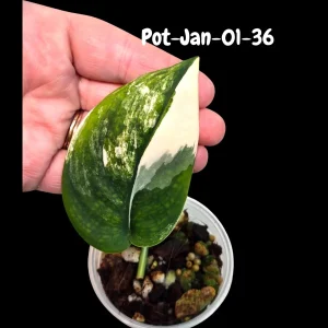 Variegated Scindapsus Jade Satin Live Plant - Rare Aroid Houseplant - Image 9