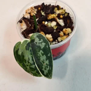 Variegated Scindapsus Mayari Live Plant – Rare Indoor Houseplant - Image 1