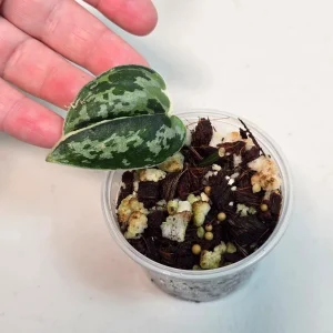 Variegated Scindapsus Mayari Live Plant – Rare Indoor Houseplant - Image 2