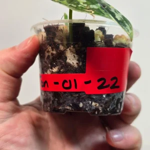 Variegated Scindapsus Mayari Live Plant – Rare Indoor Houseplant - Image 3