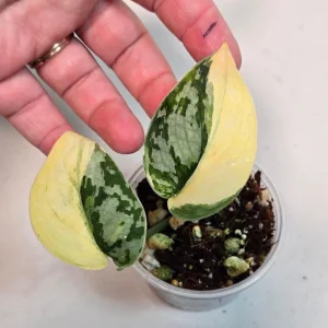 Variegated Scindapsus Mayari Live Plant – Rare Indoor Houseplant – Silver Satin Pothos - Image 1