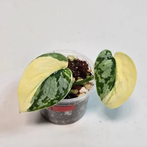 Variegated Scindapsus Mayari Live Plant – Rare Pothos – Indoor Houseplant - Image 2