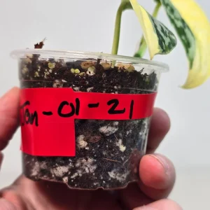 Variegated Scindapsus Mayari Live Plant – Rare Pothos – Indoor Houseplant - Image 3