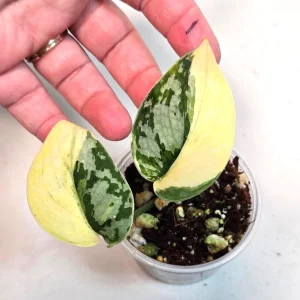 Variegated Scindapsus Mayari Live Plant – Rare Pothos – Indoor Houseplant - Image 1