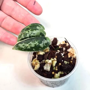 Variegated Scindapsus Mayari Live Plant - Rare Silver Satin Pothos Indoor - Image 2