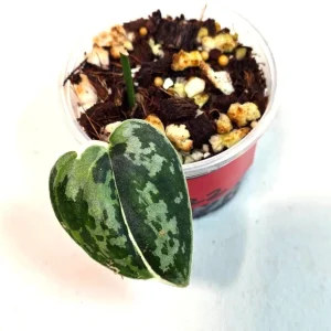 Variegated Scindapsus Mayari Live Plant - Rare Silver Satin Pothos Indoor - Image 1