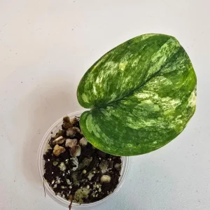 Variegated Scindapsus Pictus 'Jade Satin' Live Plant - Potted Houseplant - Image 1