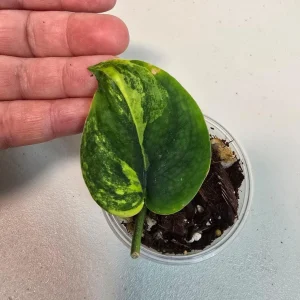 Variegated Scindapsus Pictus 'Jade Satin' Live Plant – Rare Collector Houseplant - Image 1