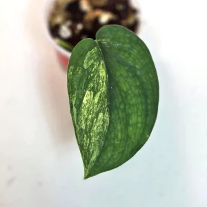 Variegated Scindapsus Pictus 'Jade Satin' Live Plant - Rare Indoor Foliage - Image 1