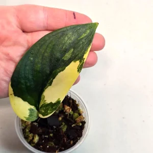 Variegated Scindapsus Pictus 'Jade Satin' Live Plant – Potted Houseplant - Image 1