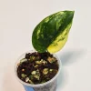 Variegated Scindapsus Pictus 'Jade Satin' Live Plant – Potted Houseplant – Indoor Vining Aroid - Image 1