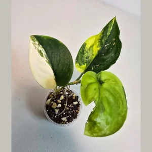Variegated Scindapsus Pictus 'Jade Satin' Live Plant - Rare Indoor Collector Aroid - Image 1