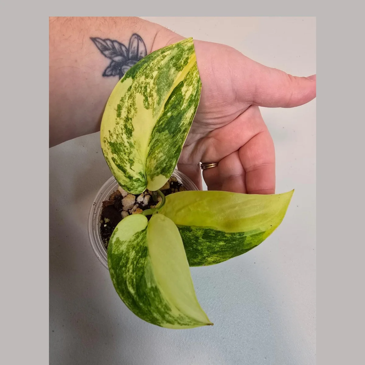 Variegated Scindapsus Pictus Jade Satin Live Plant - Rare Houseplant - Image 1