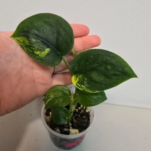 Variegated Scindapsus Pictus 'Jade Satin' Live Plant in Nursery Pot - Rare Indoor Houseplant - Image 1