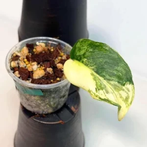 Variegated Scindapsus Pictus Jade Satin Live Plant - Rare Indoor Collector Plant - Image 1