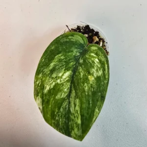 Variegated Scindapsus Pictus 'Jade Satin' Live Plant - Potted Houseplant - Image 2