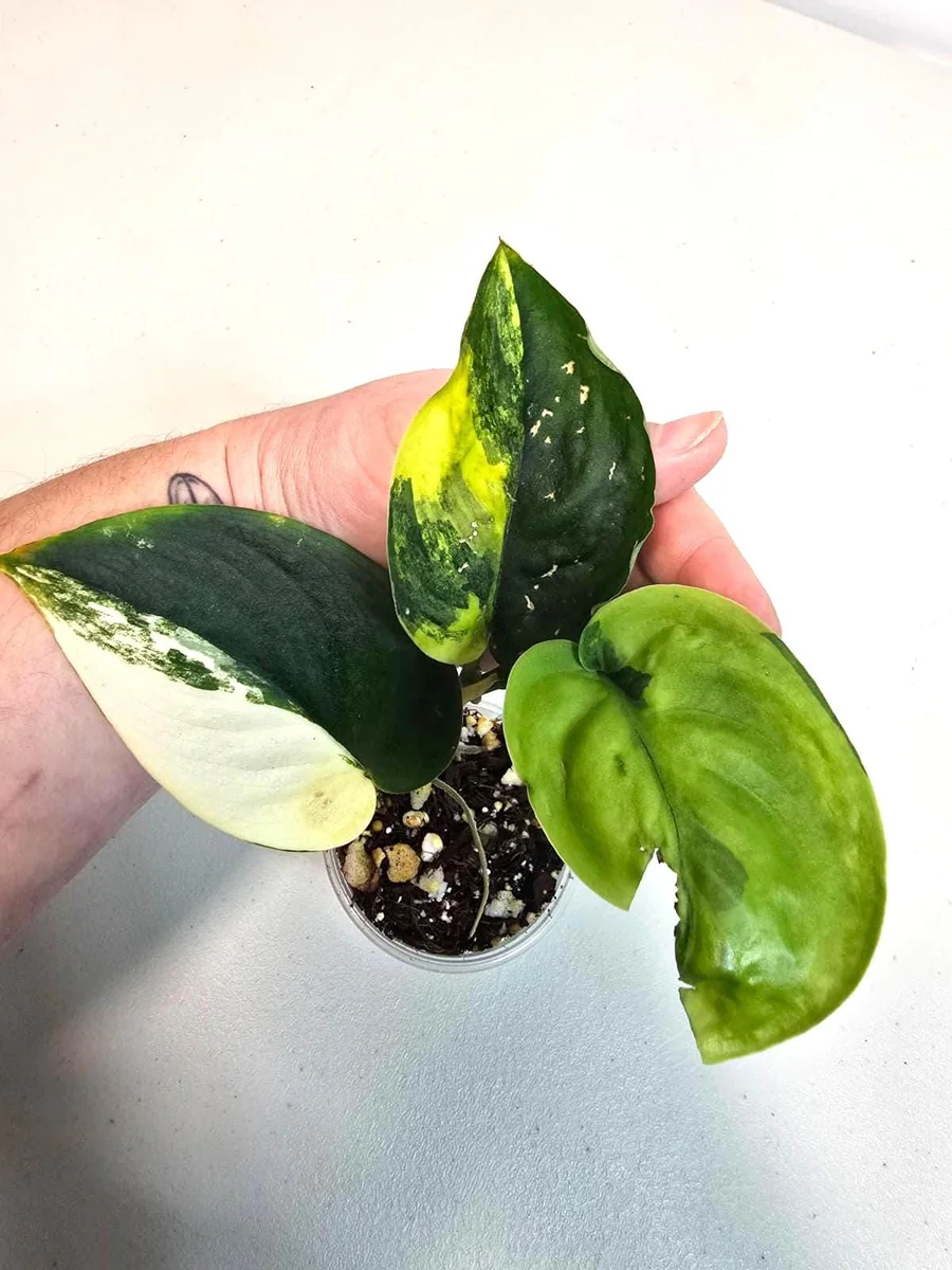 Variegated Scindapsus Pictus 'Jade Satin' Live Plant - Potted Houseplant - Image 2