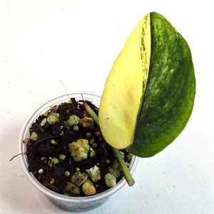 Variegated Scindapsus Pictus Jade Satin Live Plant - Rare Houseplant - Image 2