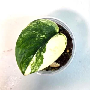 Variegated Scindapsus Pictus 'Jade Satin' Live Plant - Potted Houseplant - Image 2