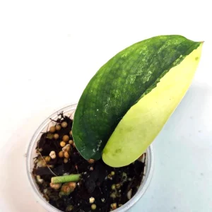 Variegated Scindapsus Pictus 'Jade Satin' Live Plant - Potted Houseplant - Image 2