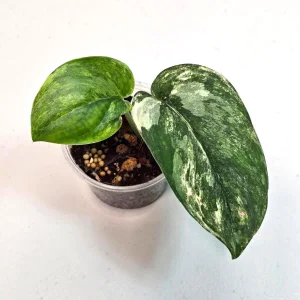 Variegated Scindapsus Pictus 'Jade Satin' Live Plant - Potted Houseplant - Image 2