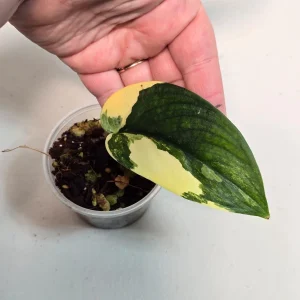 Variegated Scindapsus Pictus 'Jade Satin' Live Plant - Potted Houseplant - Image 2