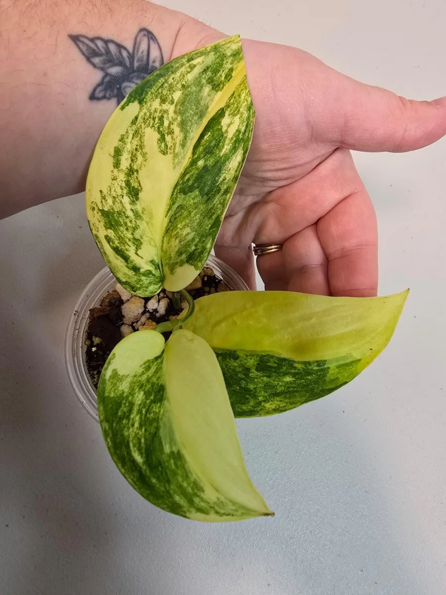 Variegated Scindapsus Pictus Jade Satin Live Plant - Rare Houseplant - Image 2