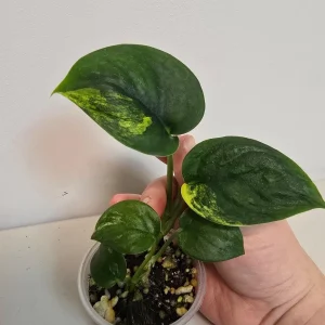 Variegated Scindapsus Pictus 'Jade Satin' Live Plant in Nursery Pot - Rare Indoor Houseplant - Image 2