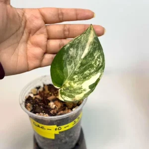 Variegated Scindapsus Pictus Jade Satin Live Plant - Rare Collector Houseplant - Image 2