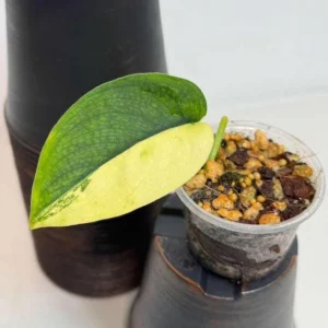 Variegated Scindapsus Pictus Jade Satin Live Plant - Indoor Collector Plant - Image 2