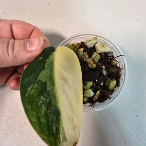 Variegated Scindapsus Pictus 'Jade Satin' Live Plant – Potted Houseplant – Indoor Vining Aroid - Image 2