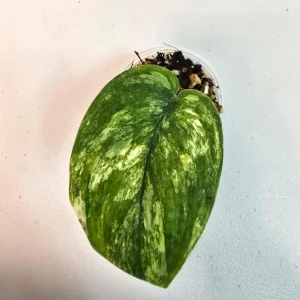 Variegated Scindapsus Pictus 'Jade Satin' Live Plant – Potted Houseplant - Image 2