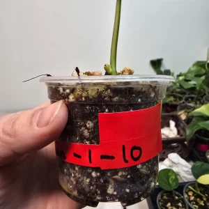 Variegated Scindapsus Pictus 'Jade Satin' Live Plant - Potted Houseplant - Image 3