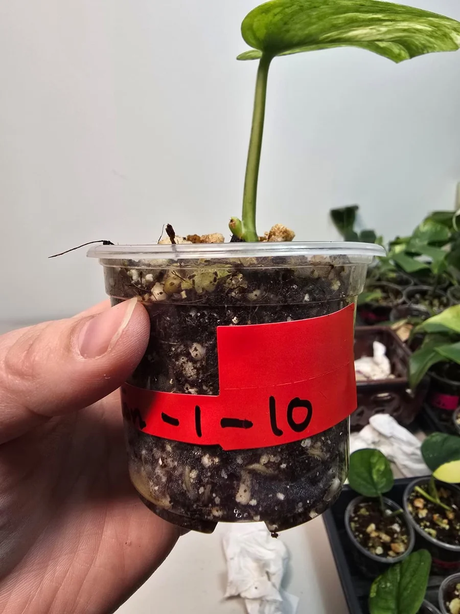 Variegated Scindapsus Pictus 'Jade Satin' Live Plant - Potted Houseplant - Image 3