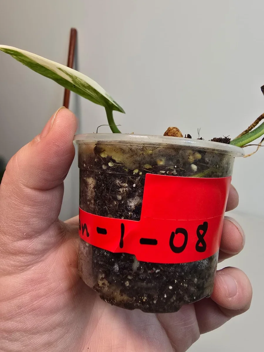 Variegated Scindapsus Pictus 'Jade Satin' Live Plant – Potted Houseplant - Image 3