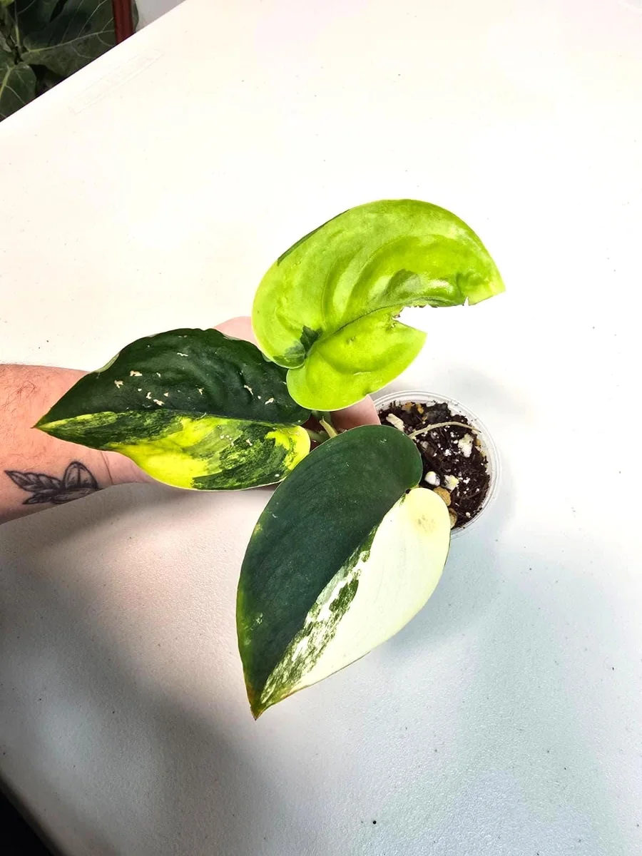 Variegated Scindapsus Pictus 'Jade Satin' Live Plant - Potted Houseplant - Image 3