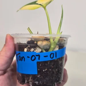 Variegated Scindapsus Pictus Jade Satin Live Plant - Rare Indoor Foliage - Image 3