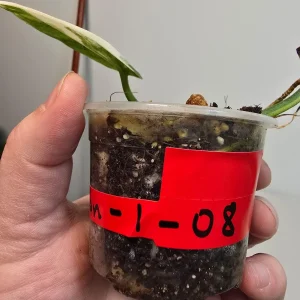 Variegated Scindapsus Pictus 'Jade Satin' Live Plant – Potted Houseplant - Image 3