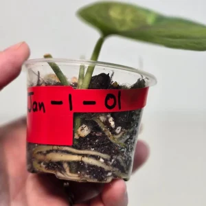 Variegated Scindapsus Pictus 'Jade Satin' Live Plant - Rare Indoor Foliage - Image 3