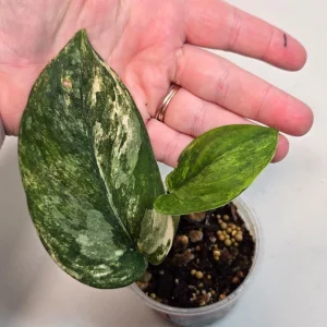 Variegated Scindapsus Pictus 'Jade Satin' Live Plant - Potted Houseplant - Image 3