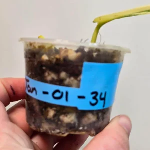 Variegated Scindapsus Pictus 'Jade Satin' Live Plant - Potted Houseplant - Image 3