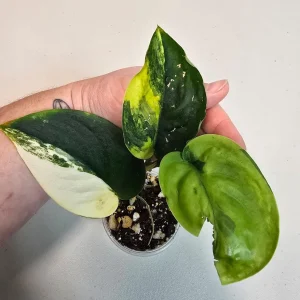 Variegated Scindapsus Pictus 'Jade Satin' Live Plant - Rare Indoor Collector Aroid - Image 3