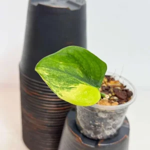 Variegated Scindapsus Pictus Jade Satin Live Plant - Rare Indoor Collector Aroid - Image 3