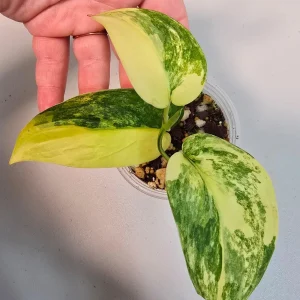 Variegated Scindapsus Pictus Jade Satin Live Plant - Rare Houseplant - Image 3