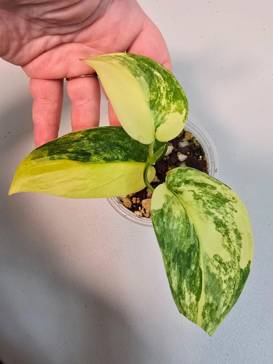 Variegated Scindapsus Pictus Jade Satin Live Plant - Rare Houseplant - Image 3