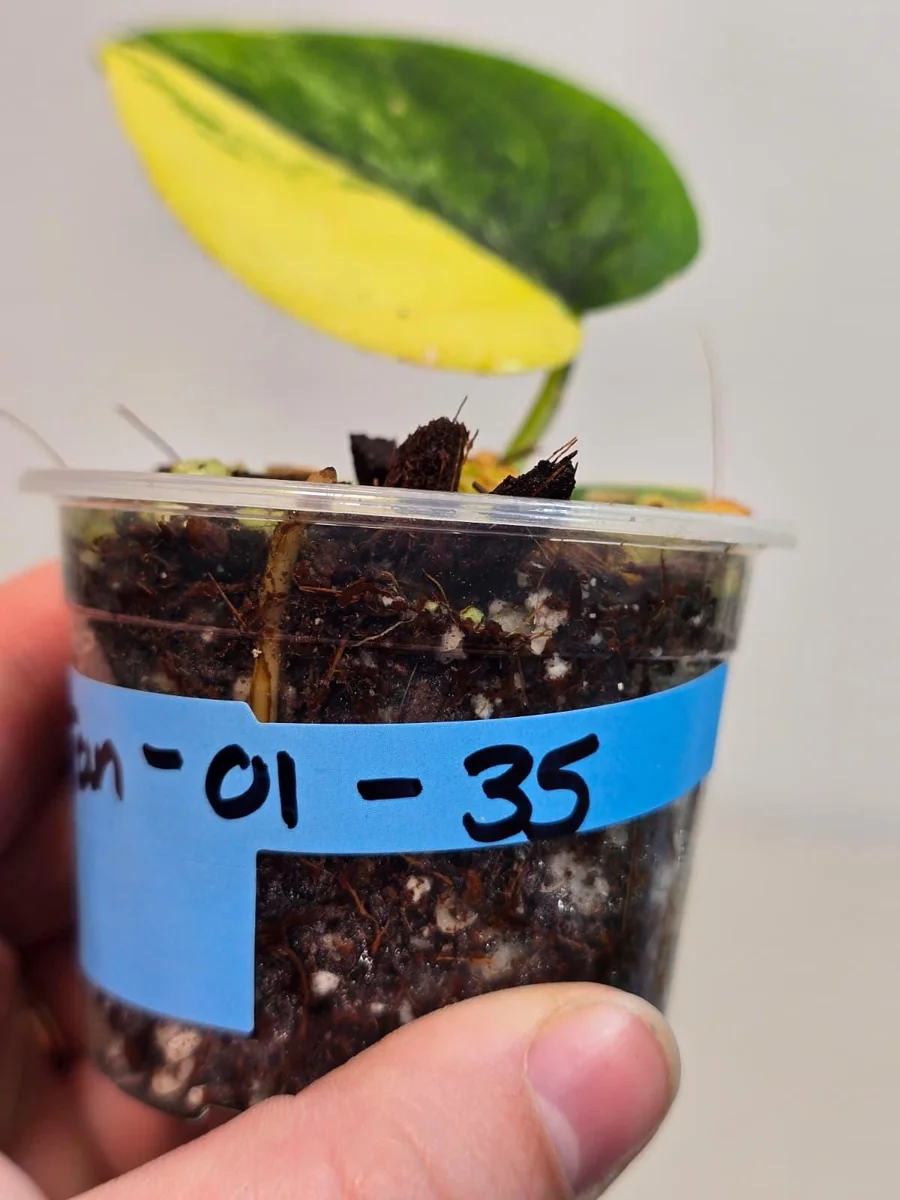 Variegated Scindapsus Pictus Jade Satin Live Plant - Collector's Aroid - Image 3